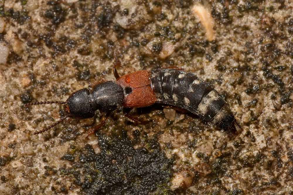 Platydracus stercorarius (Staphylinidae)